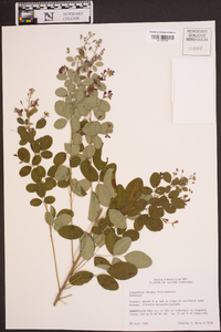 Lespedeza bicolor image