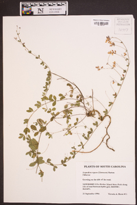 Lespedeza repens image