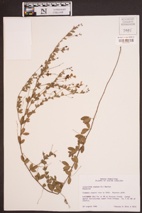 Lespedeza repens image