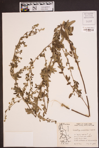 Lespedeza procumbens image