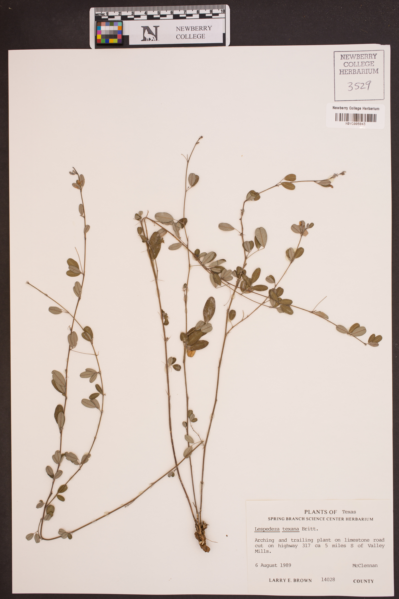 Lespedeza texana image