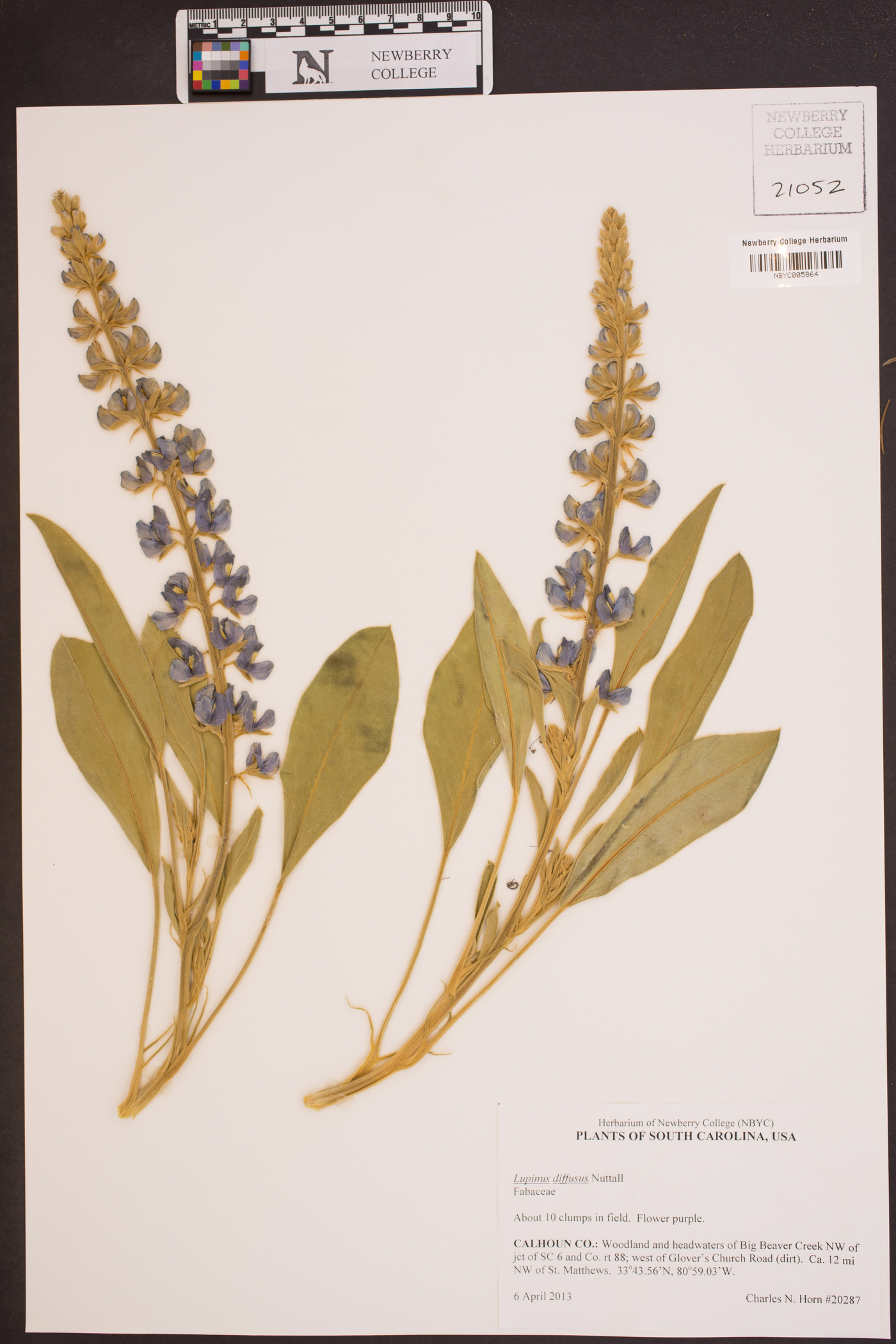 Lupinus diffusus image