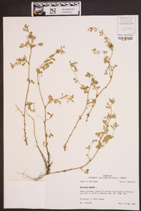 Medicago minima image