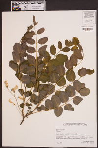 Robinia hispida image