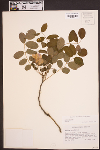 Robinia hispida image