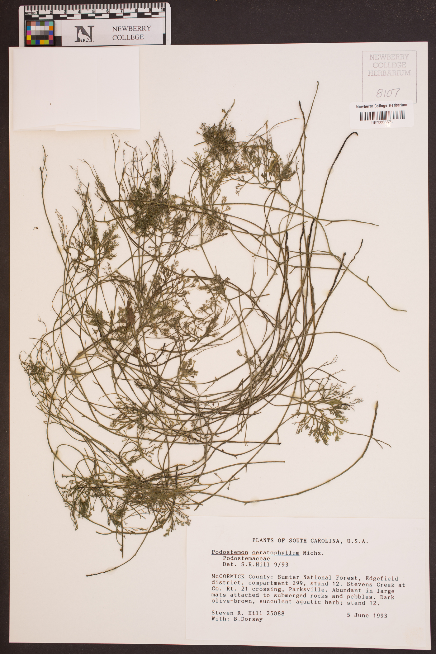 Podostemum ceratophyllum image