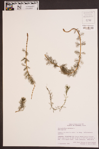 Myriophyllum sibiricum image