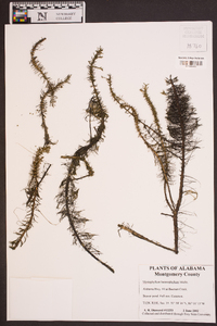 Myriophyllum heterophyllum image