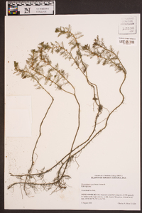 Proserpinaca pectinata image