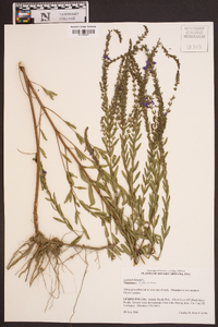 Lythrum lineare image