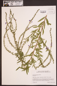 Lythrum lanceolatum image