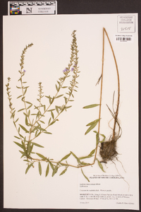 Lythrum lanceolatum image