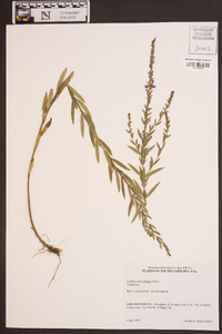 Lythrum lanceolatum image