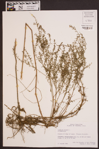 Lythrum lineare image