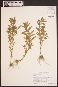 Rotala ramosior image