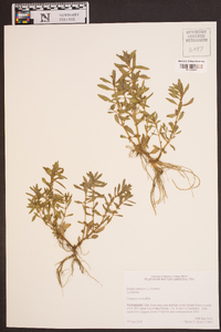 Rotala ramosior image