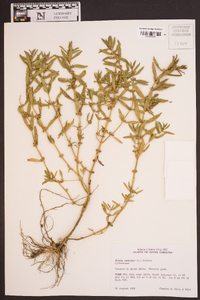 Rotala ramosior image