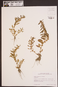 Rotala ramosior image