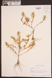 Rotala ramosior image