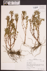 Rotala ramosior image