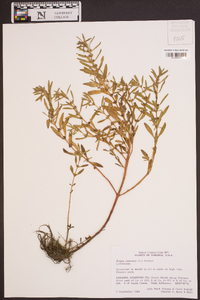 Rotala ramosior image