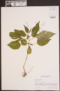 Circaea canadensis image