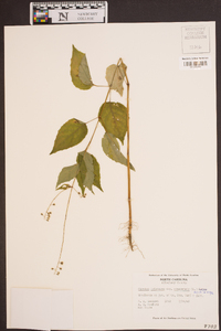 Circaea canadensis image