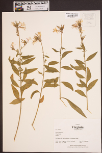 Oenothera gaura image