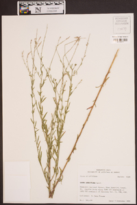 Oenothera filiformis image