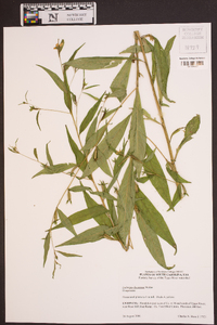 Ludwigia decurrens image