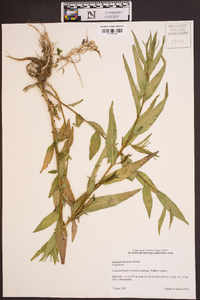 Ludwigia decurrens image