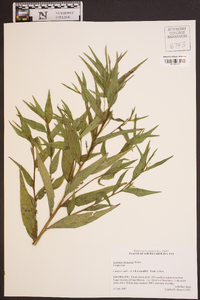 Ludwigia decurrens image