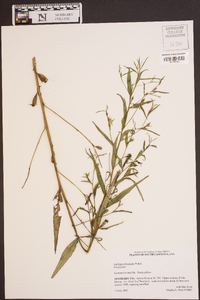 Ludwigia decurrens image