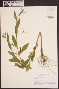 Ludwigia decurrens image