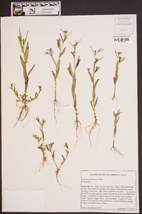 Ludwigia decurrens image