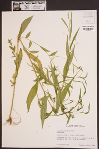 Ludwigia decurrens image