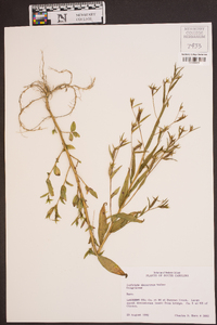 Ludwigia decurrens image