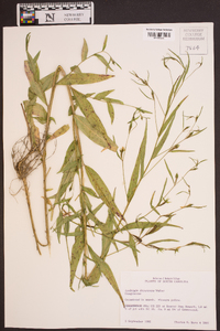 Ludwigia decurrens image