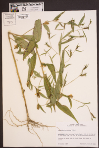 Ludwigia decurrens image