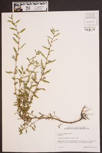 Ludwigia glandulosa image