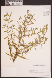 Ludwigia glandulosa image