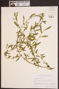 Ludwigia glandulosa image