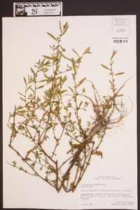 Ludwigia glandulosa image