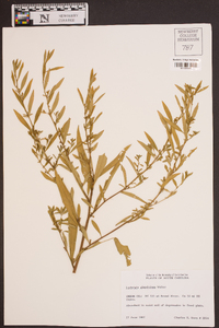 Ludwigia glandulosa image