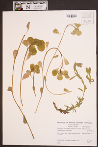 Ludwigia grandiflora image