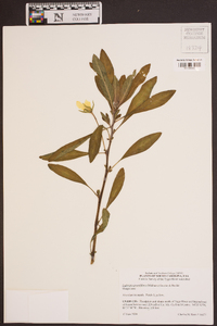 Ludwigia grandiflora image