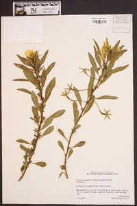 Ludwigia grandiflora image