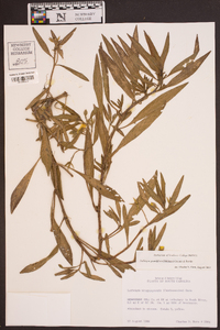 Ludwigia grandiflora image