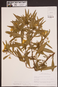 Ludwigia hexapetala image