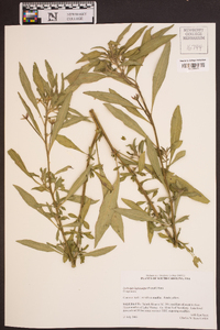 Ludwigia leptocarpa image